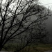 A foggy morning. by bruni