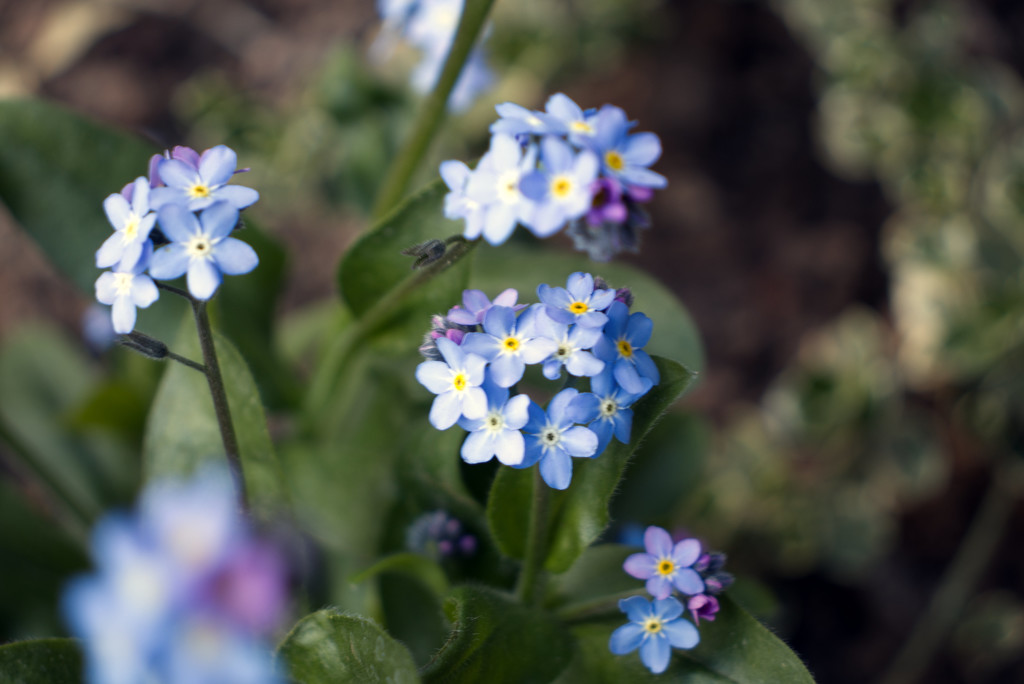Forget-Me-Not by 365projectorglisa