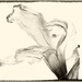 A daffodil by haskar