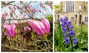 5th Apr 2021 - Churchyard flowers