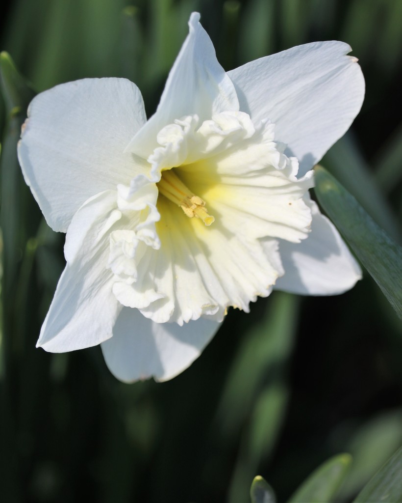 April 5: Spring Narcissus by daisymiller