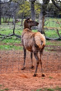 5th Apr 2021 - A Hill Country elk 