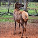 A Hill Country elk  by louannwarren