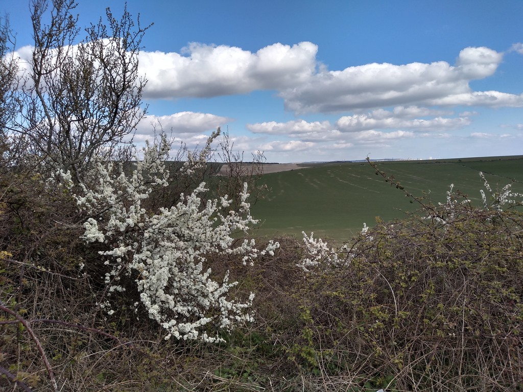 The South Downs by moirab