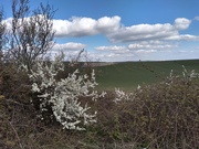 5th Apr 2021 - The South Downs