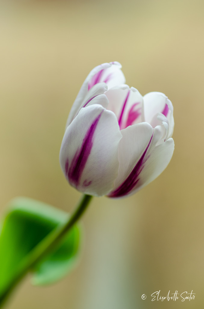 A tulip by elisasaeter