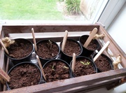 5th Apr 2021 - Tomatoes !
