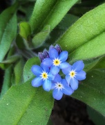 5th Apr 2021 - Forget me nots