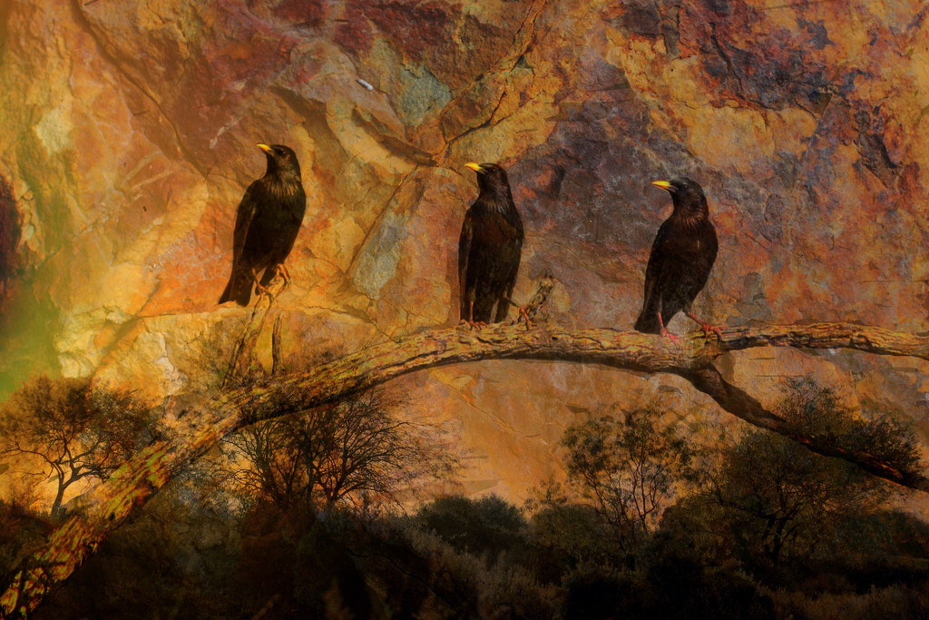 Three Starlings by ryan161