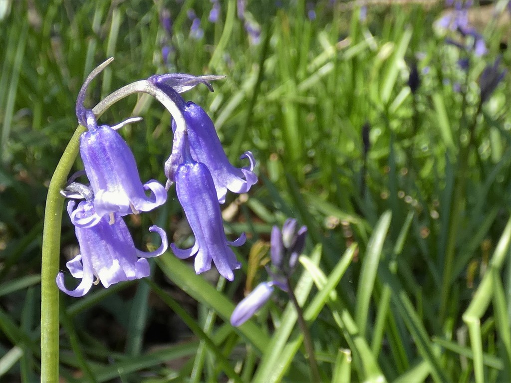 More Bluebells by julienne1