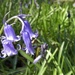 More Bluebells by julienne1