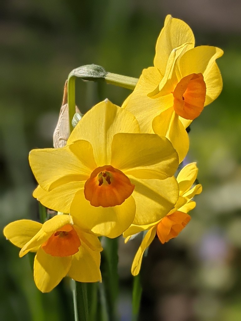 4 daffodil flowers on one stem....amazing!! by yorkshirelady