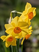 5th Apr 2021 - 4 daffodil flowers on one stem....amazing!!
