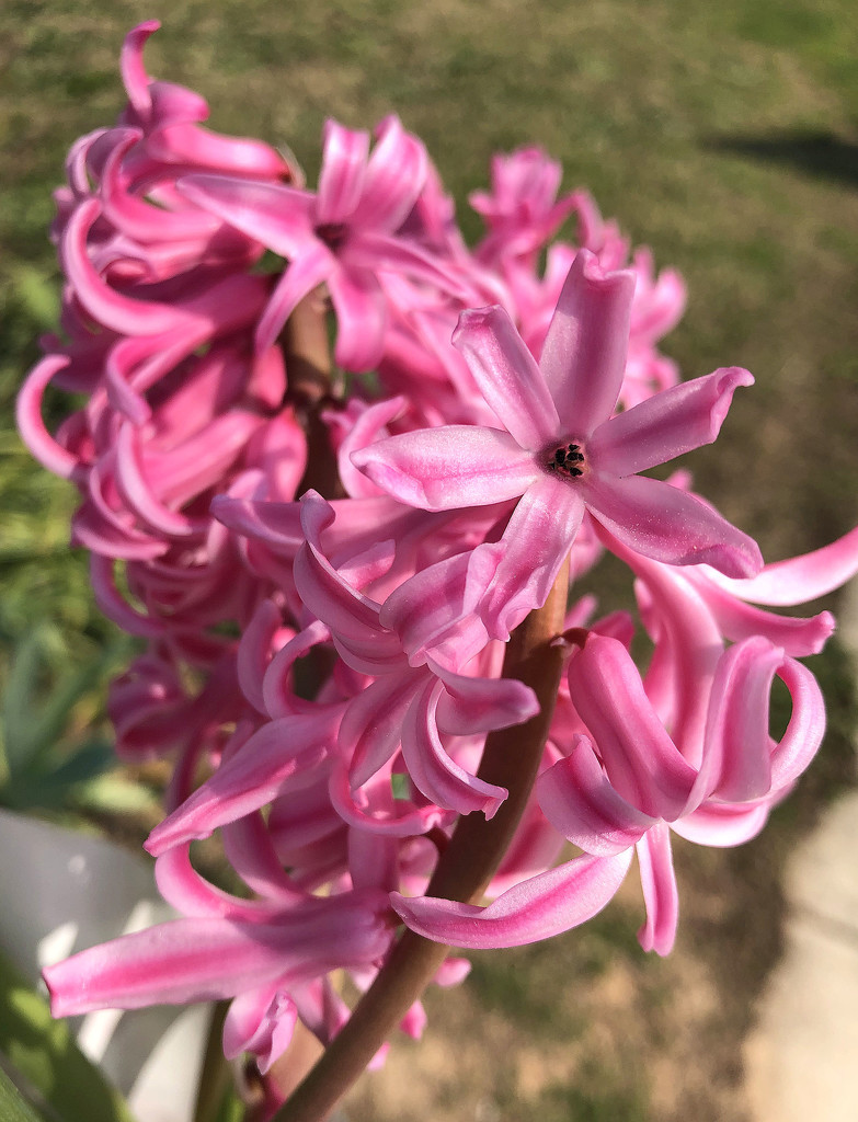 Pink Hyacinth by homeschoolmom