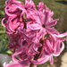 Pink Hyacinth by homeschoolmom