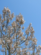 4th Apr 2021 - Empress tree bloom