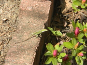 5th Apr 2021 - Lizard in Flower Bed