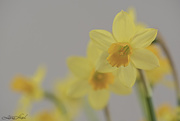 25th Mar 2021 - Daffodils