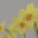 Daffodils by lstasel