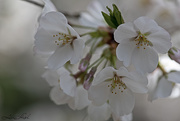 26th Mar 2021 - Cherry Blossoms