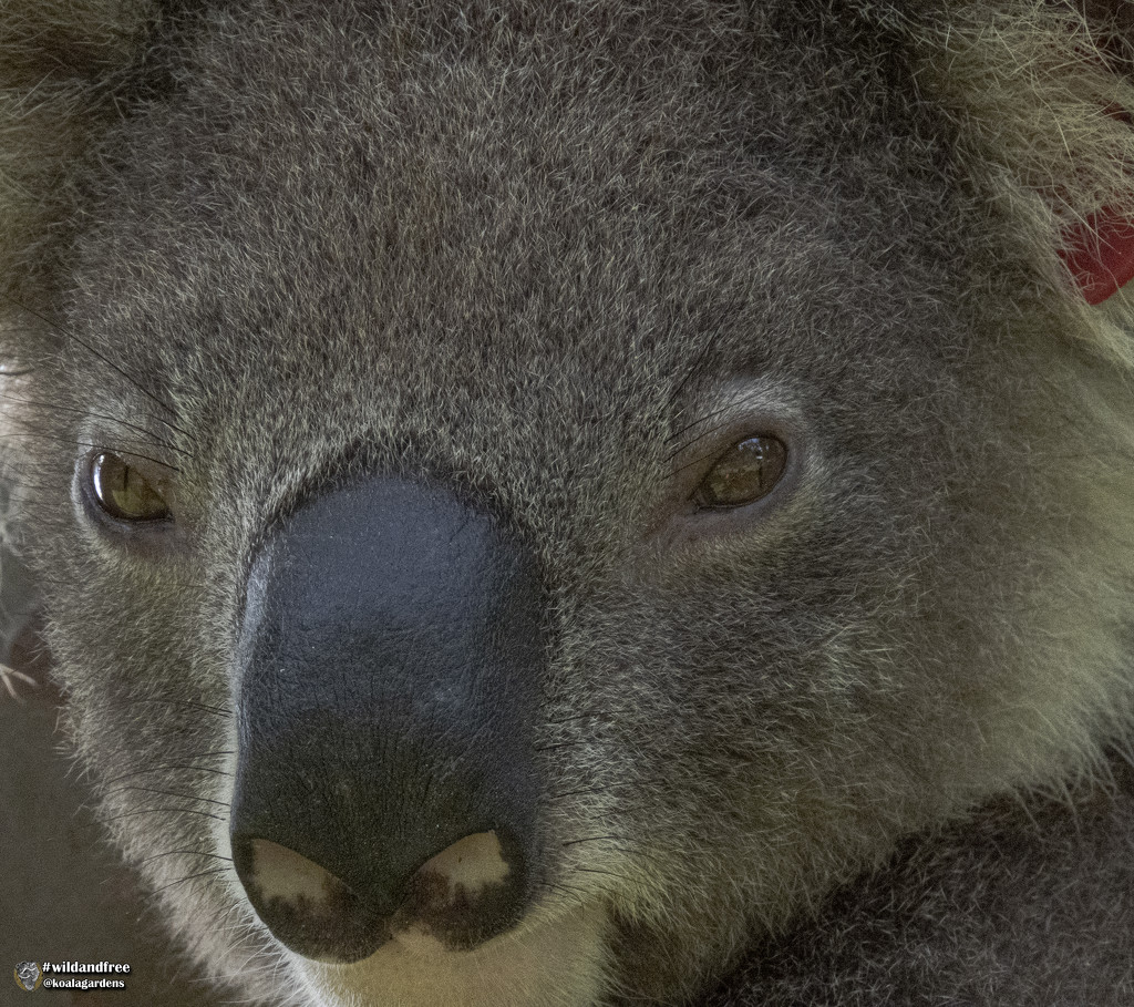ahhhh that face by koalagardens