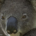 ahhhh that face by koalagardens