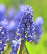 5th Apr 2021 - Grape Hyacinth