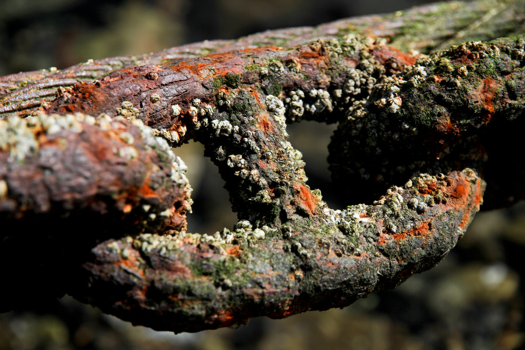 Rusty Barnacles by helenw2