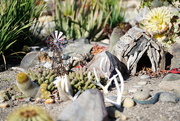 5th Apr 2021 - Miniature Desert Garden