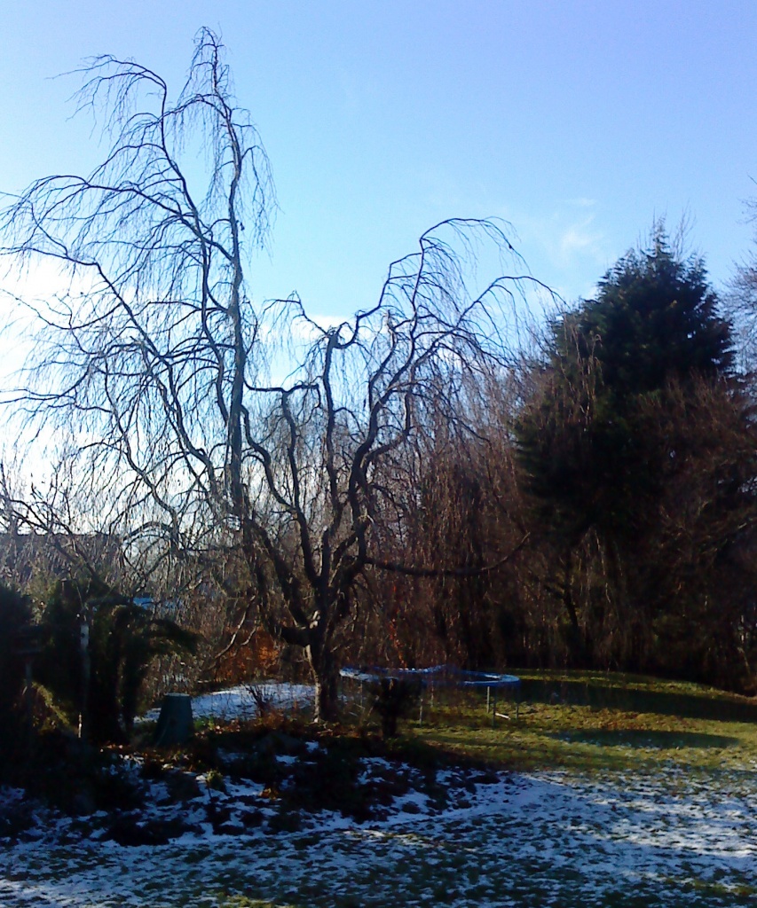 weeping beech in January sun by sarah19