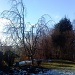 weeping beech in January sun by sarah19