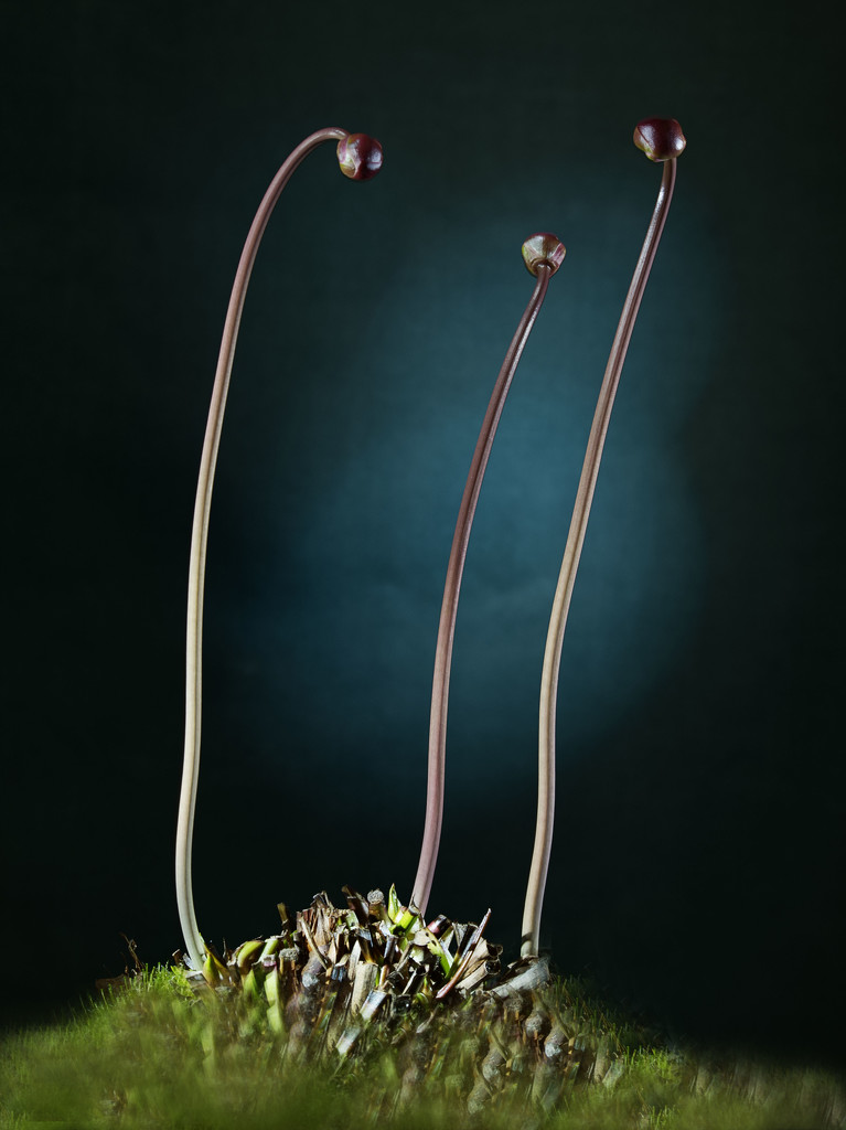 Sarracenia (Pitcher Plant) by jon_lip