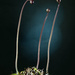 Sarracenia (Pitcher Plant) by jon_lip
