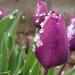 Dash of spring snow by violetlady