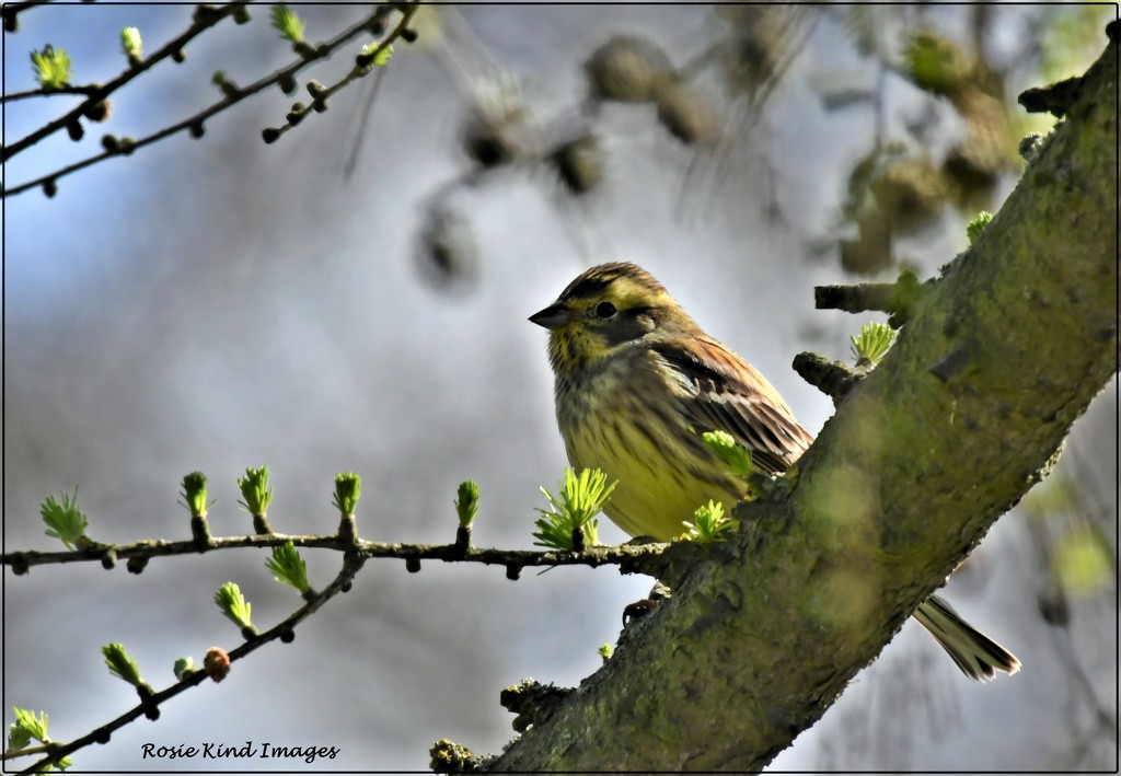 Yellowhammer in a budding tree by rosiekind