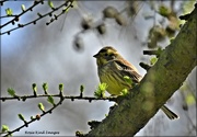 6th Apr 2021 - Yellowhammer in a budding tree