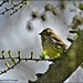 Yellowhammer in a budding tree by rosiekind