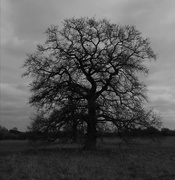 5th Apr 2021 - Tree