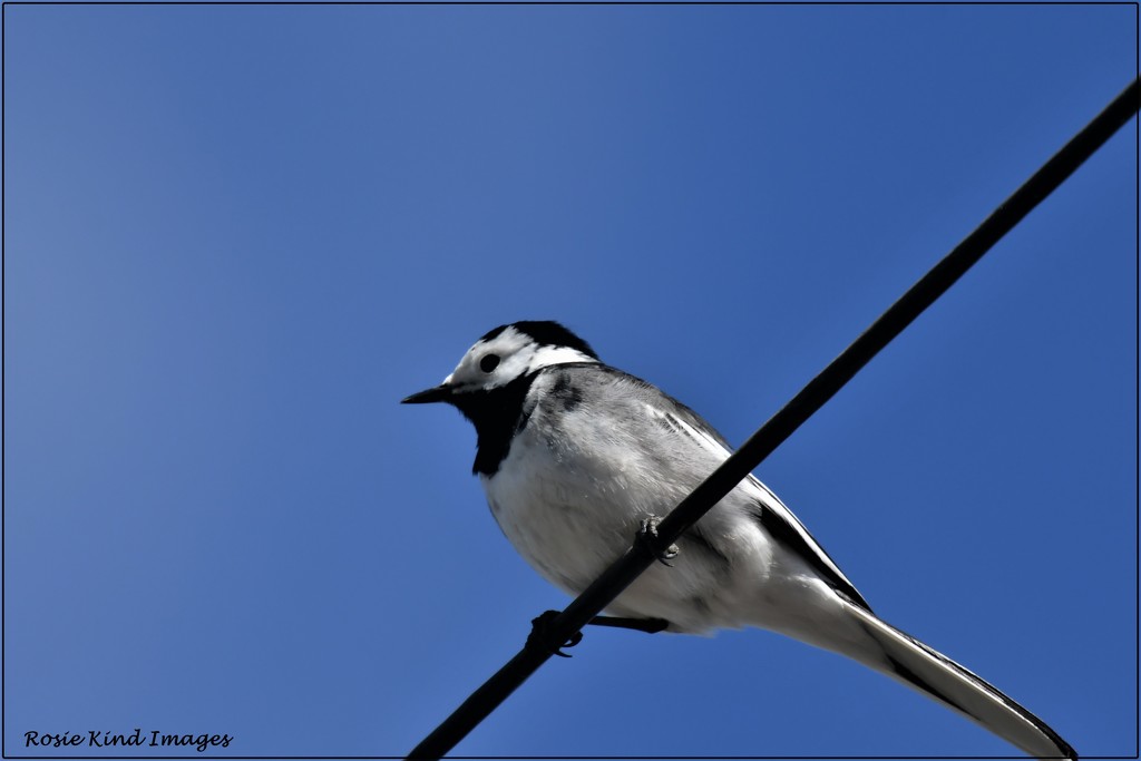 Pied wagtail by rosiekind