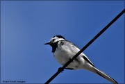 6th Apr 2021 - Pied wagtail