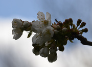 6th Apr 2021 - Cherry Blossom