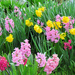 Spring Colors by seattlite
