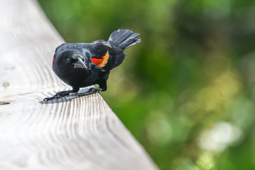 Red-winged blackbird by danette