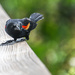 Red-winged blackbird by danette