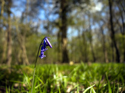6th Apr 2021 - The bluebells are starting to come through :)