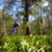 The bluebells are starting to come through :) by 365projectorglisa