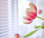 6th Apr 2021 - Apr6 Overexpose tulip
