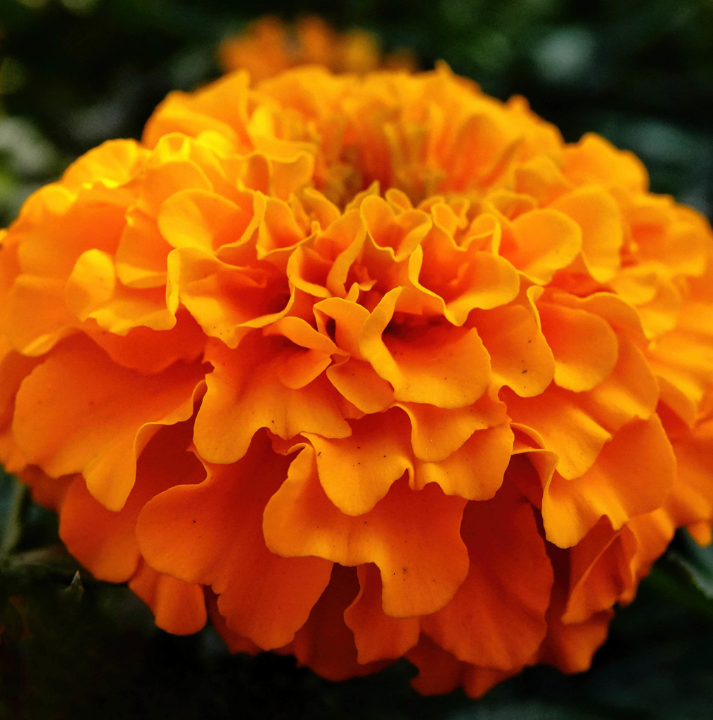 Marigolds and Orange Go Together by milaniet