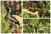 6th Apr 2021 - Mr and Mrs Duck in the Garden