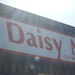 Names #5: Daisy by spanishliz
